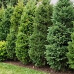 A lush privacy hedge with mixed evergreen shrubs creating a natural backyard privacy screen