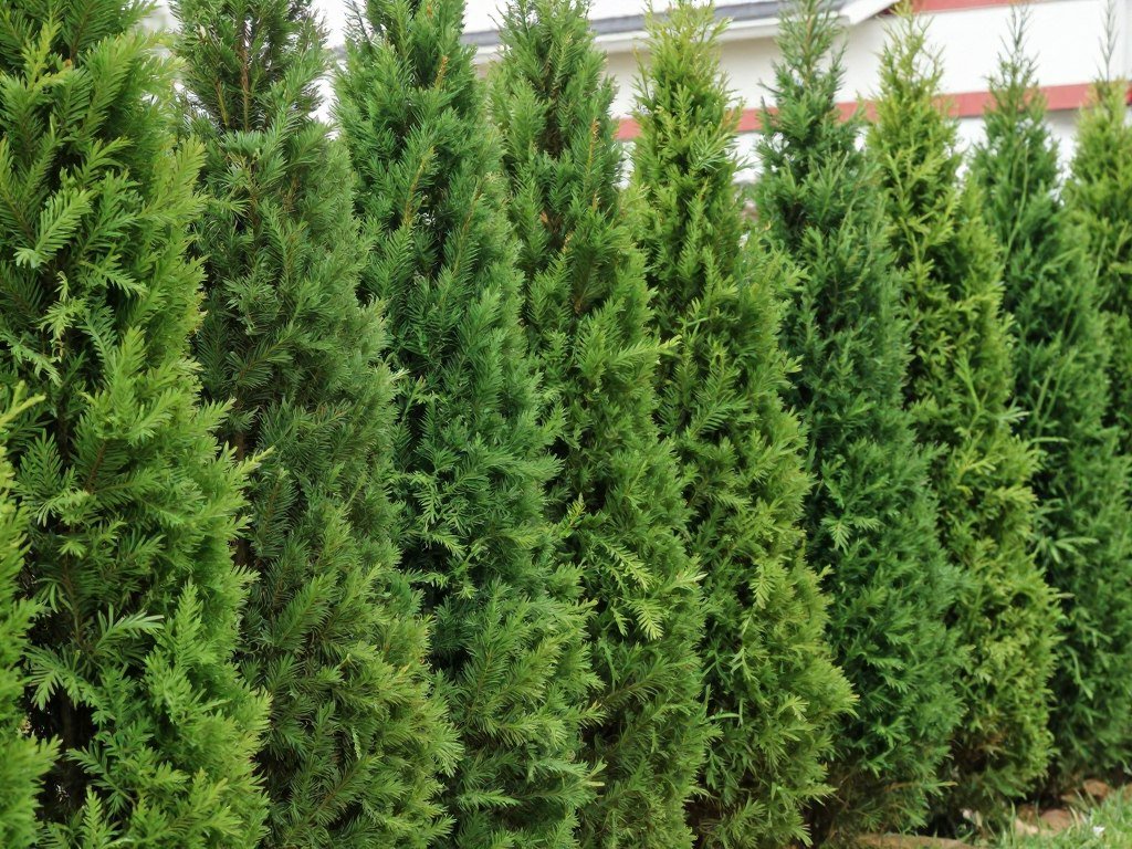 A row of slender evergreen trees creating privacy along a backyard boundary