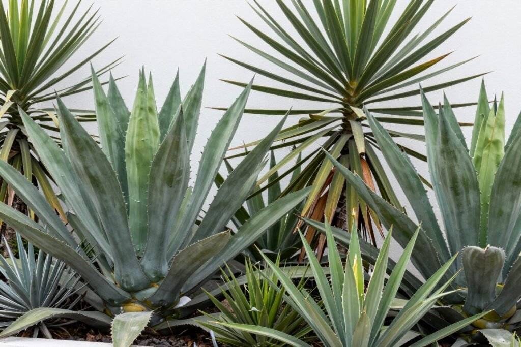 Architectural plants like agave and yucca in a modern landscape design